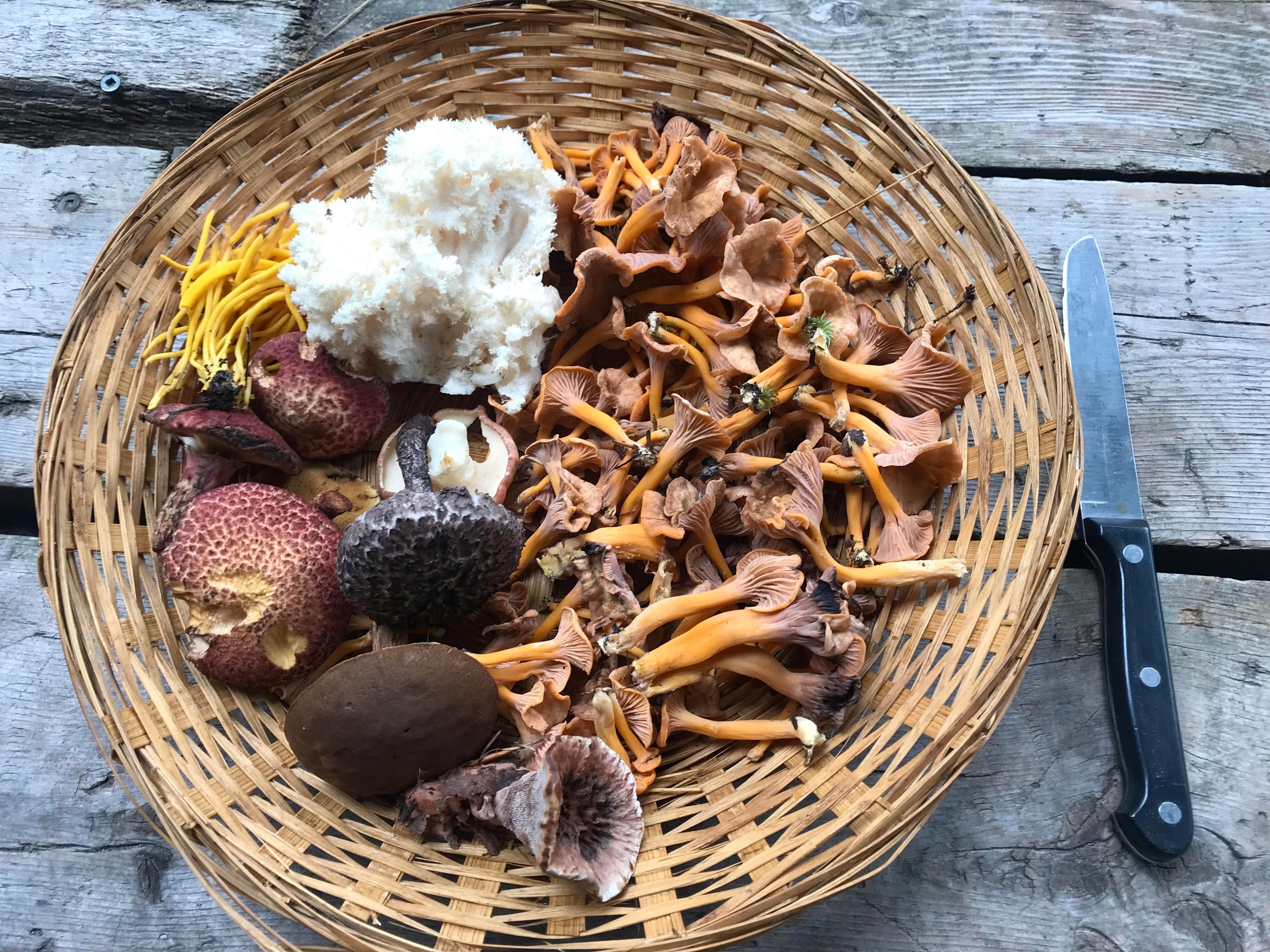 Guides PDF pour reconnaître les champignons sauvages du Québec