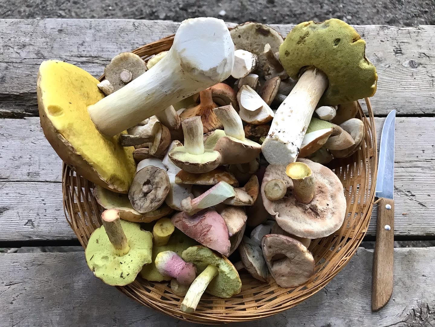 Accessoires nature et cueillette