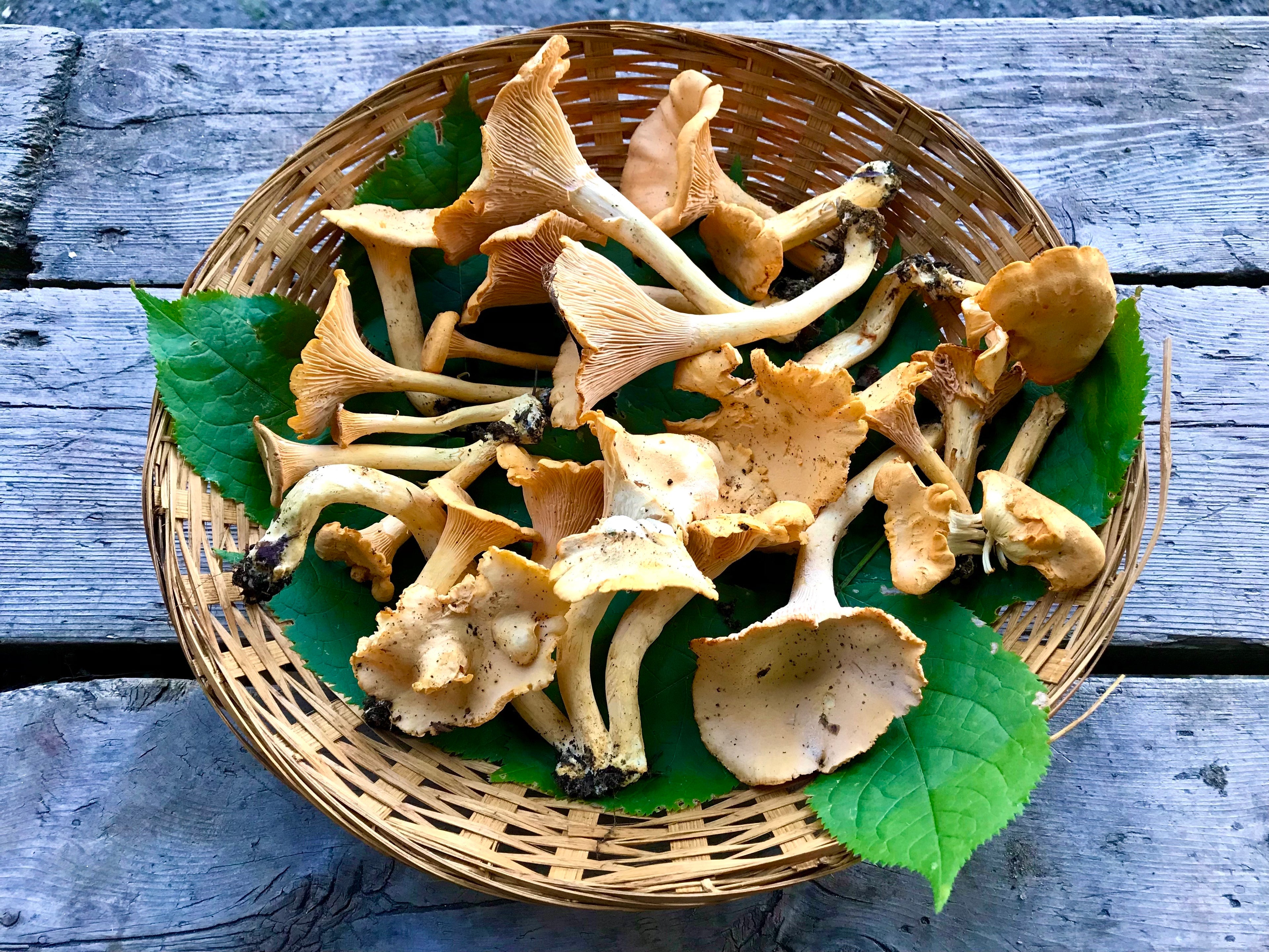 🍄 Guide de cueillette – Chanterelle commune (PDF gratuit)