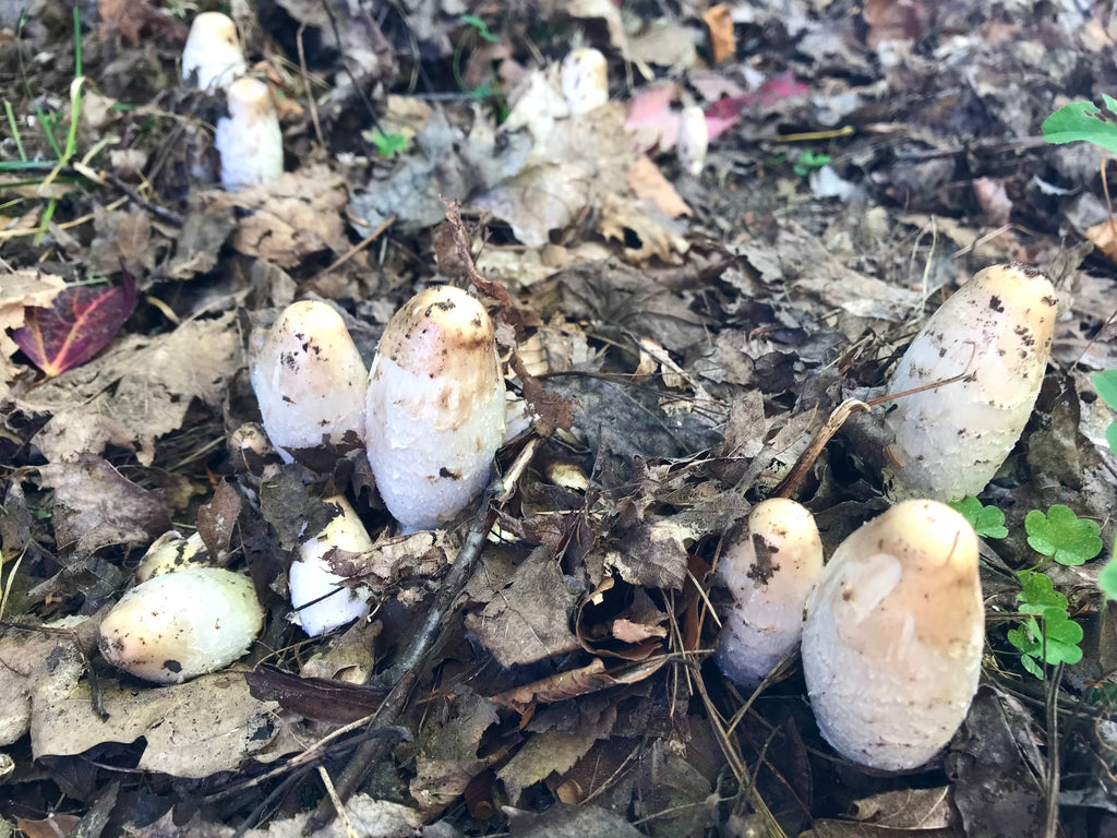 🍄 Guide de cueillette – Coprin chevelu (PDF gratuit)