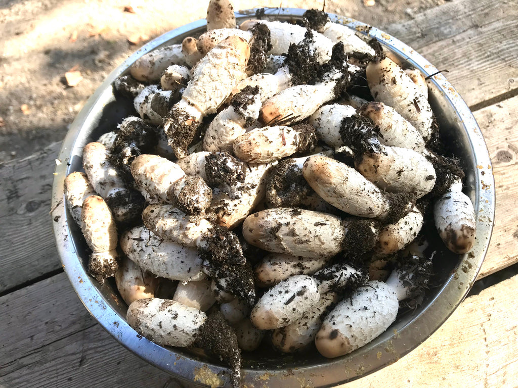 🍄 Guide de cueillette – Coprin chevelu (PDF gratuit)