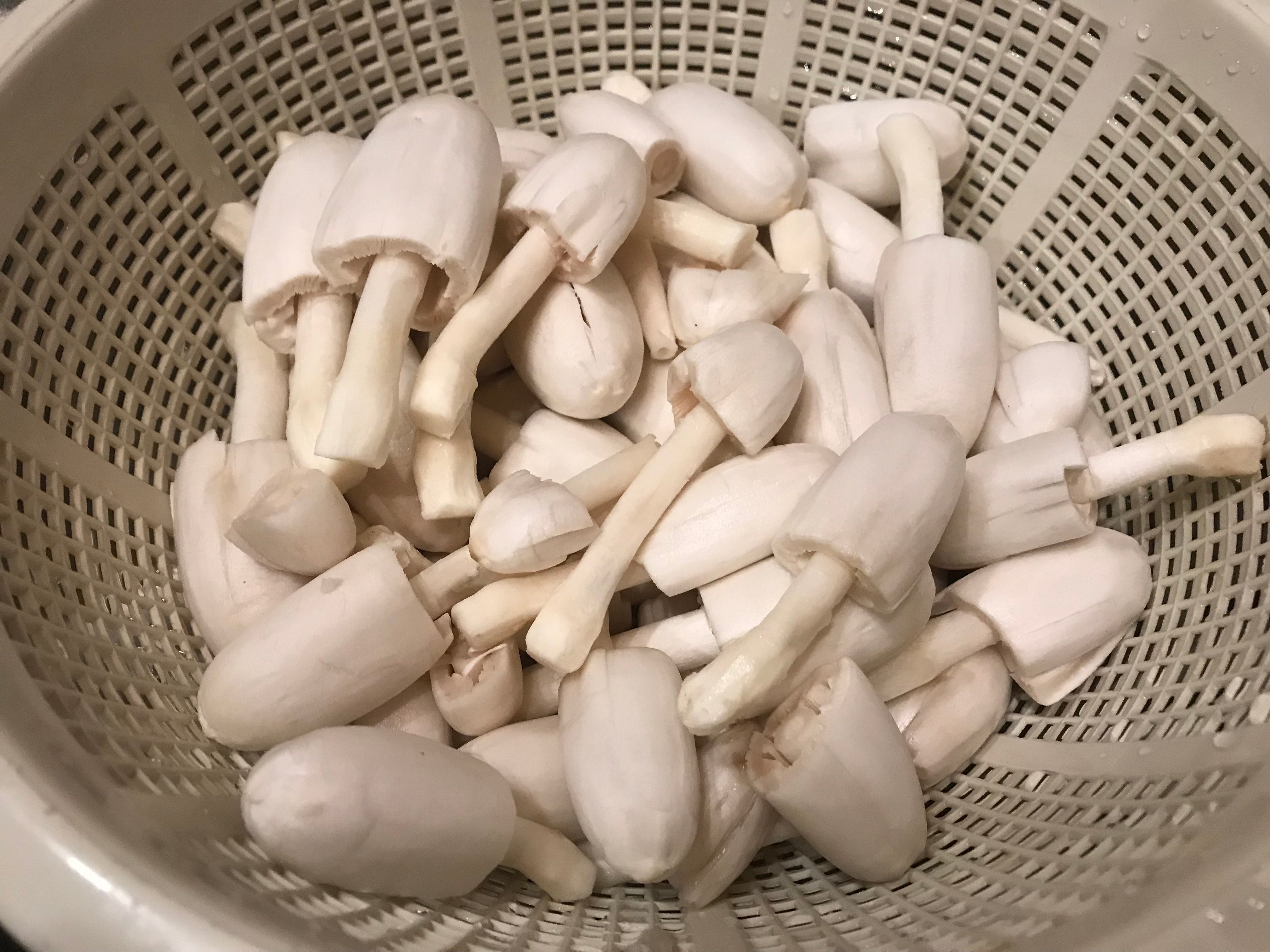 🍄 Guide de cueillette – Coprin chevelu (PDF gratuit)