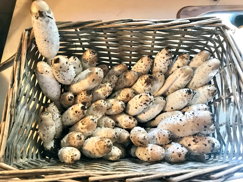 🍄 Guide de cueillette – Coprin chevelu (PDF gratuit)