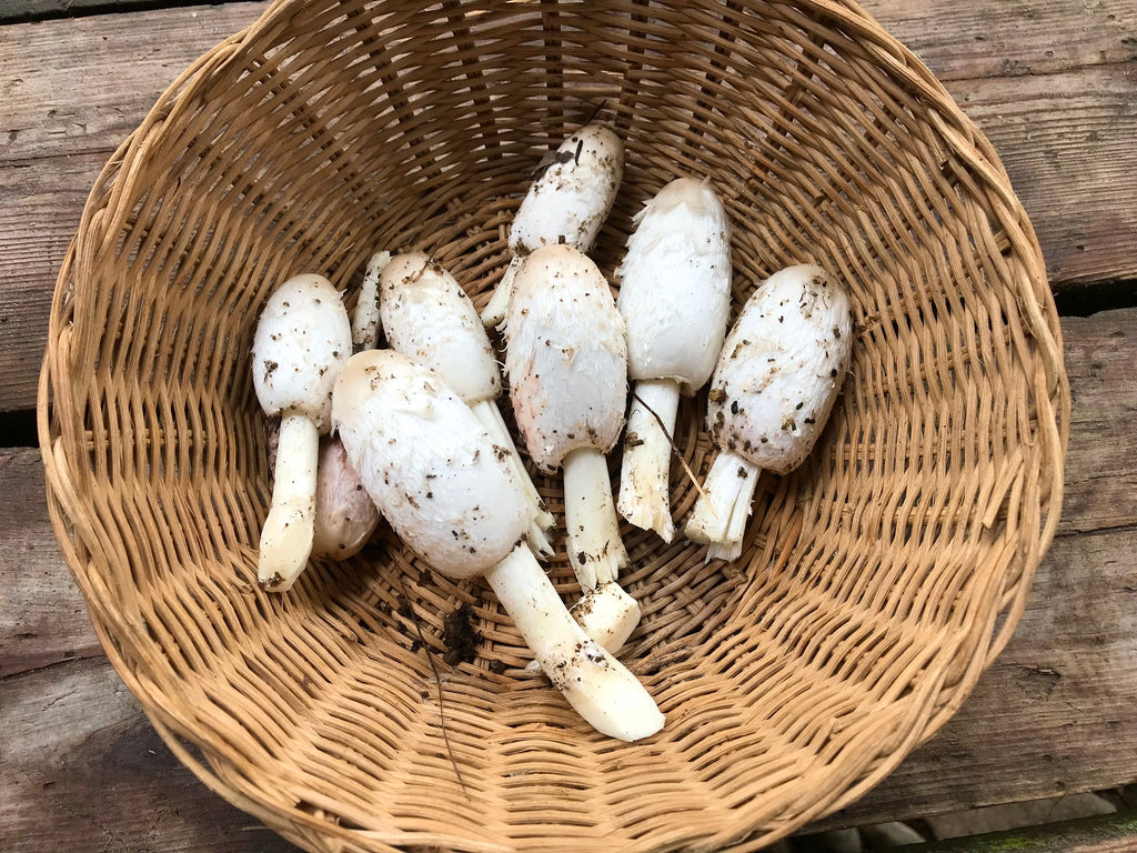 🍄 Guide de cueillette – Coprin chevelu (PDF gratuit)