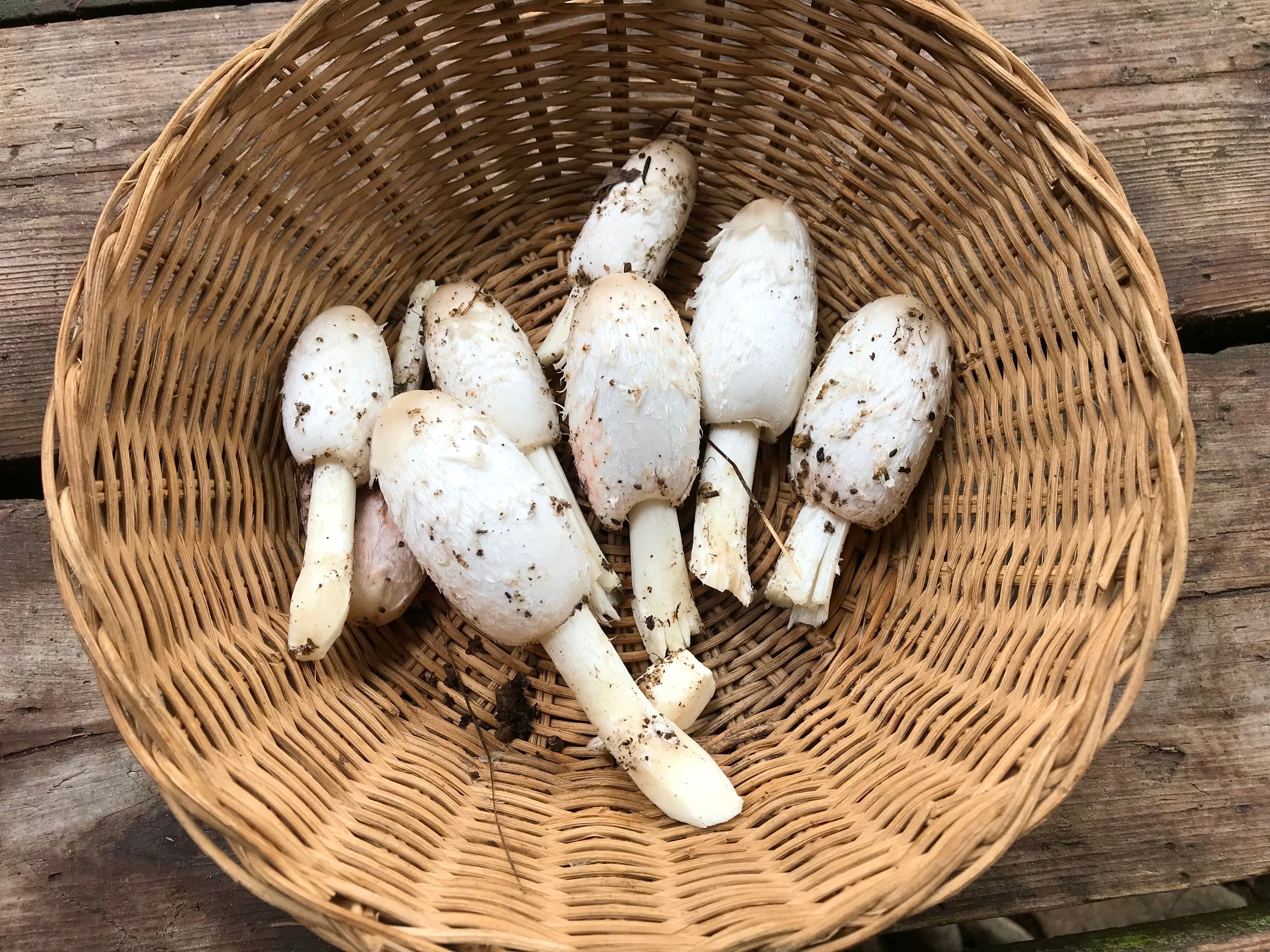 🍄 Guide de cueillette – Coprin chevelu (PDF gratuit)