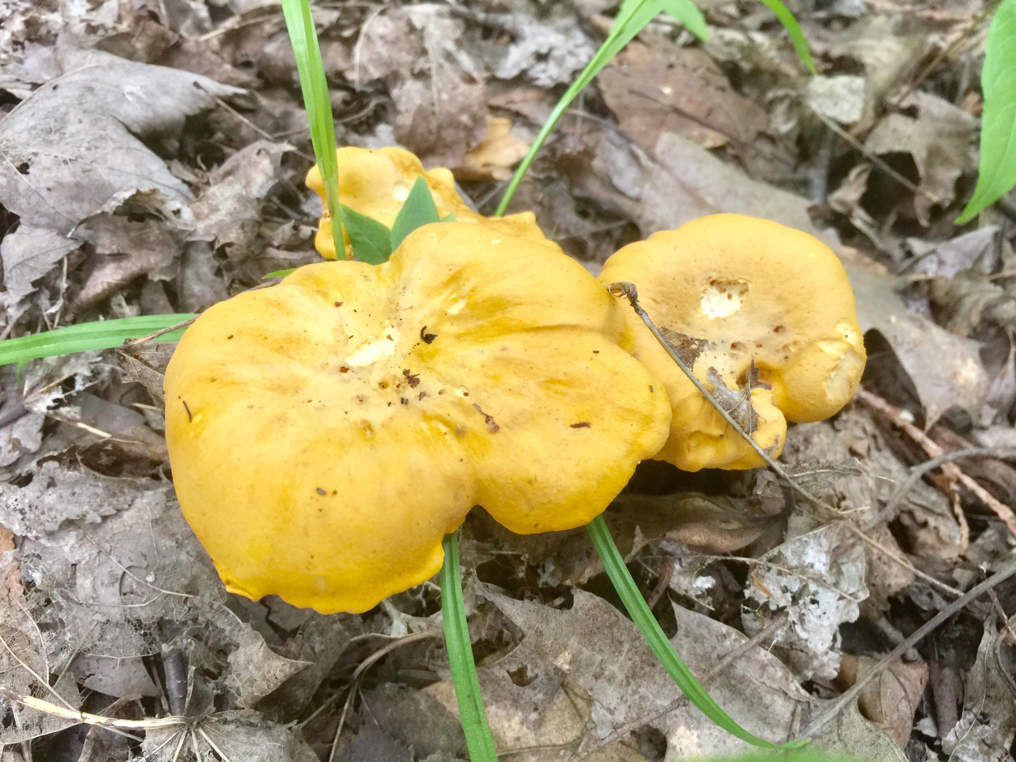 🍄 Guide de cueillette – Chanterelle commune (PDF gratuit)