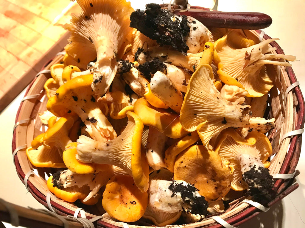 Guide de cueillette — Chanterelle commune (PDF gratuit)