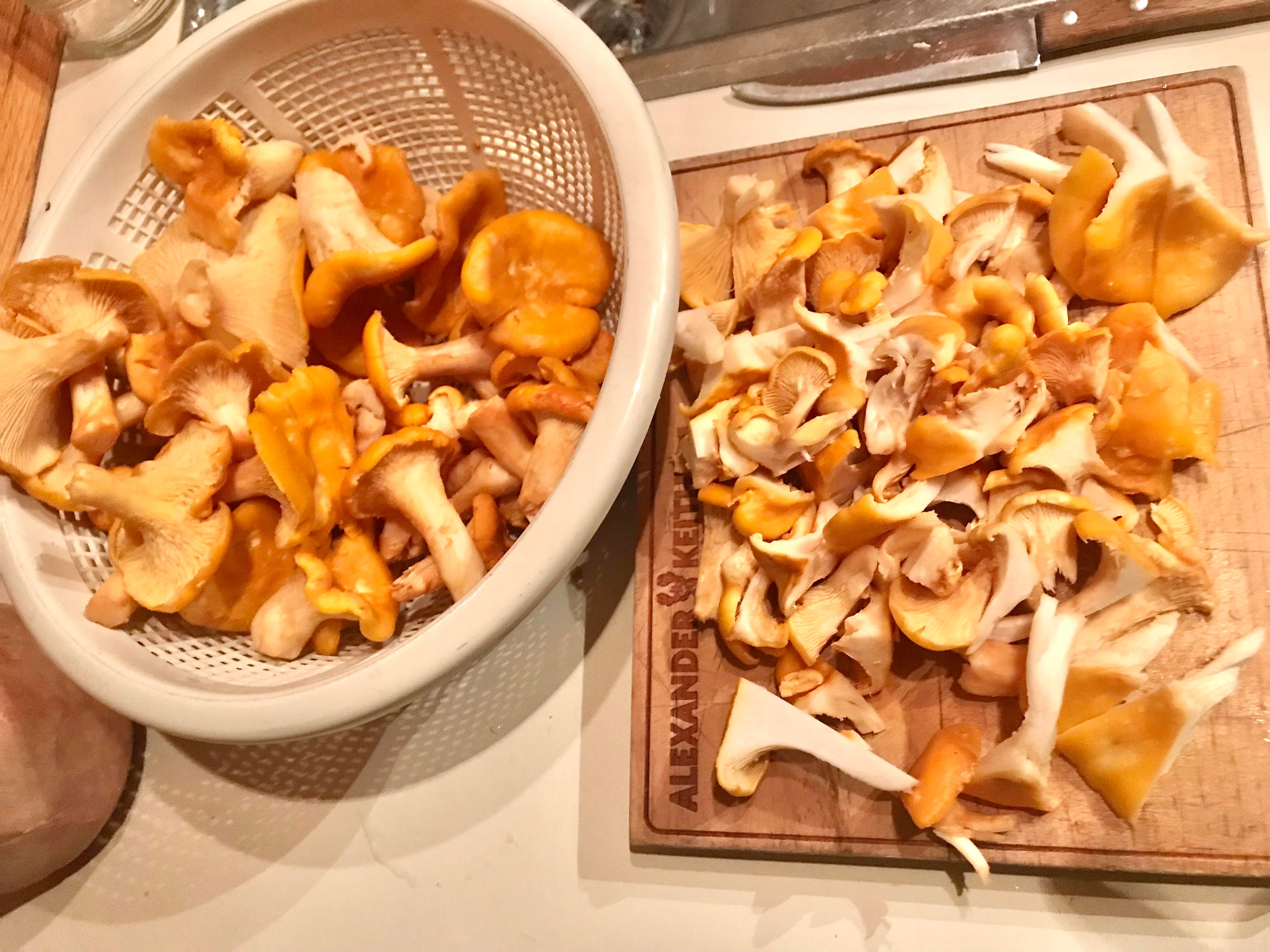 🍄 Guide de cueillette – Chanterelle commune (PDF gratuit)