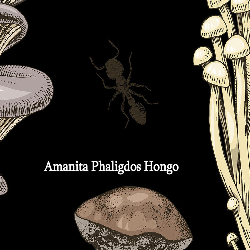 Tapisserie décorative champignons – illustration botanique