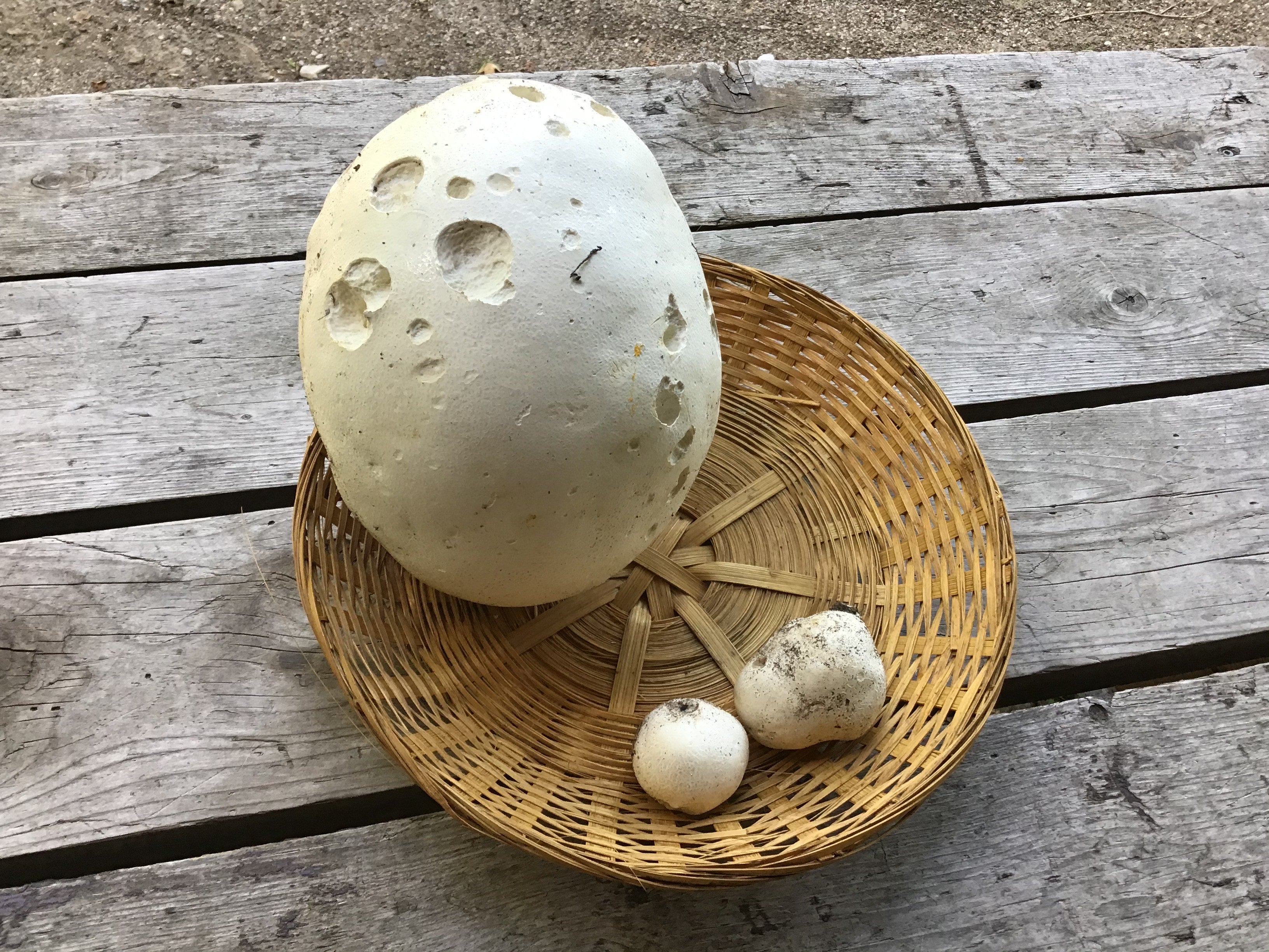 🍄 Guide de cueillette – Vesse-de-loup (PDF gratuit)