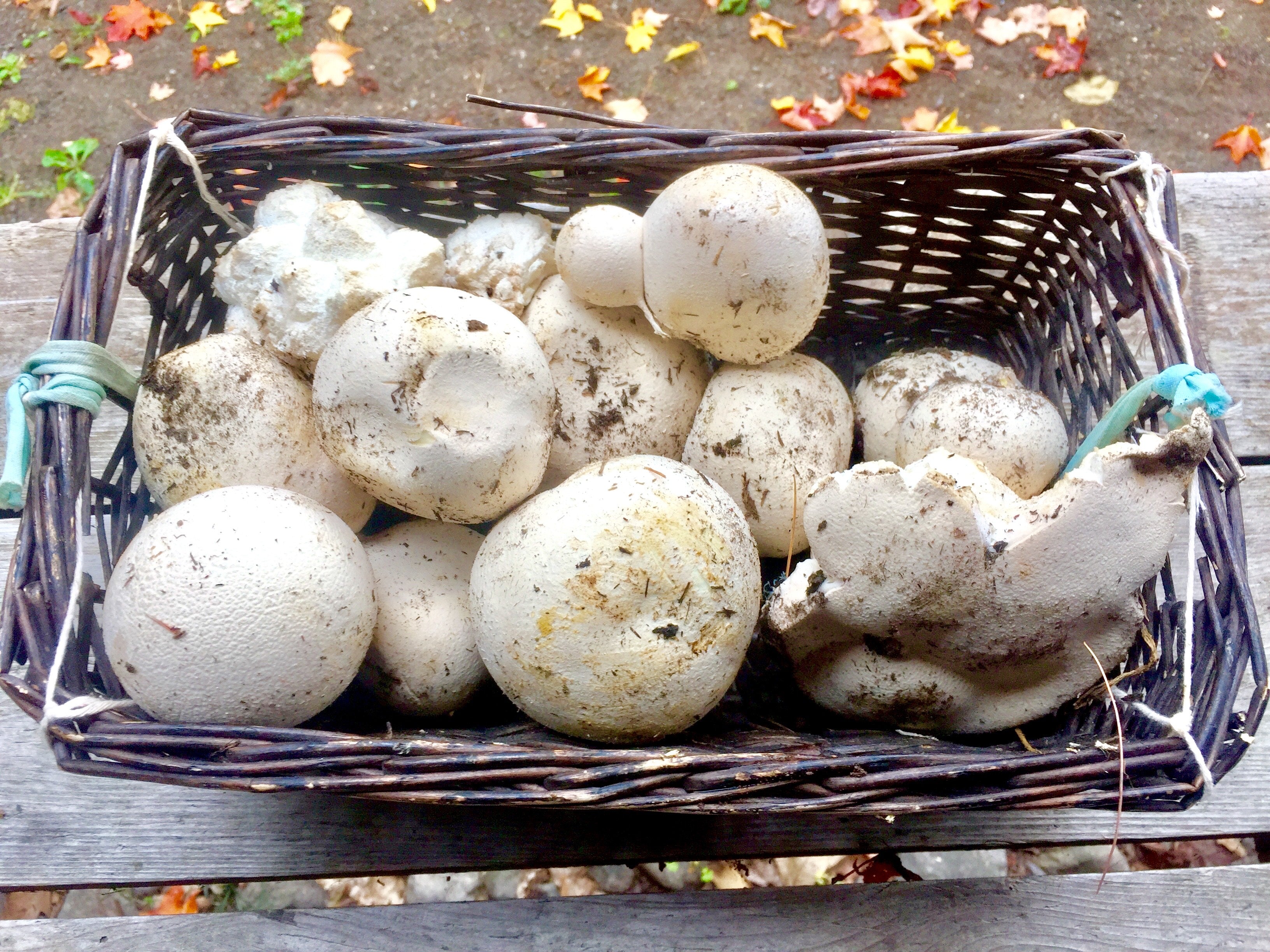 🍄 Guide de cueillette – Vesse-de-loup (PDF gratuit)