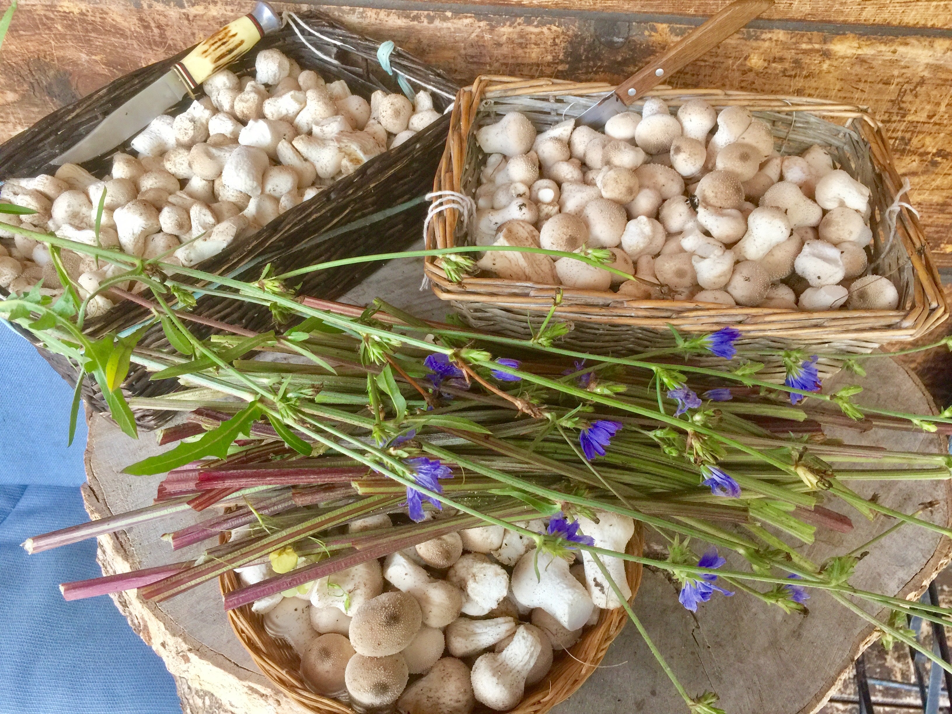 🍄 Guide de cueillette – Vesse-de-loup (PDF gratuit)